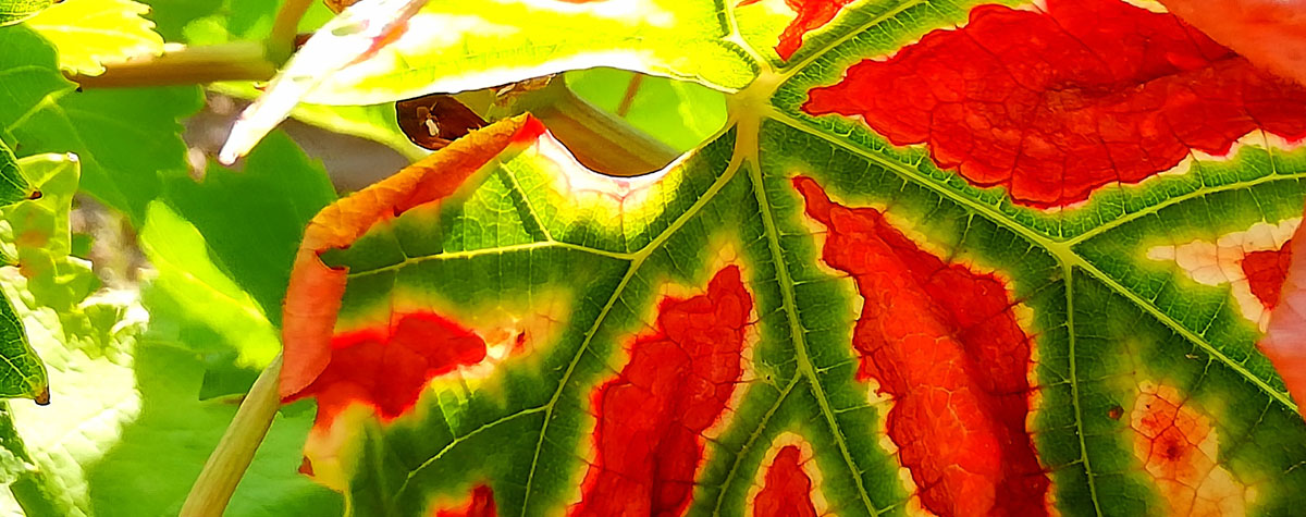 Grapevine Trunk Diseases: the new Phylloxera